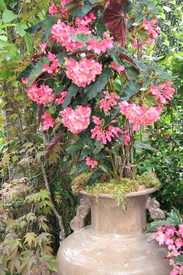 B. ‘Lomita Lady’